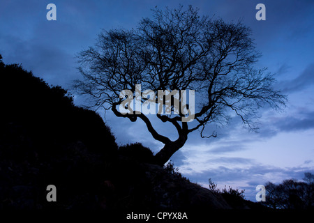 Silhouette di un albero sul lato del Loch Sunart nelle Highlands scozzesi Foto Stock