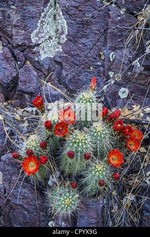 Claret Cup Cactus, (Echinocereus sp.), Sud Canyon, Magdalena montagne, Socorro county, Nuovo Messico, Stati Uniti d'America. Foto Stock