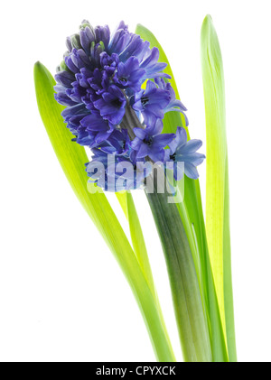 Giacinto comune o giardino Giacinto (Hyacinthus orientalis) Foto Stock