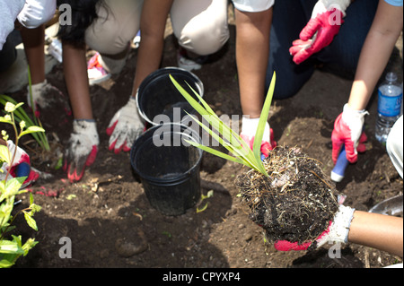 Sesta livellatrici impianto di ortaggi e fiori in un giardino per la scuola dei bambini di una scuola pubblica in Newark NJ Foto Stock