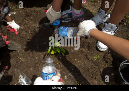 Sesta livellatrici impianto di ortaggi e fiori in un giardino per la scuola dei bambini di una scuola pubblica in Newark NJ Foto Stock