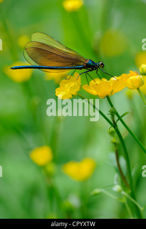 Ampio damselfly alato (Calopterygidae) su twinflowered marsh marigold Caltha () Foto Stock