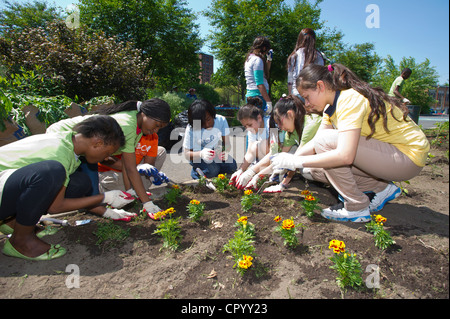 Ottavo livellatrici impianto di ortaggi e fiori in un giardino per la scuola di Newark NJ Foto Stock