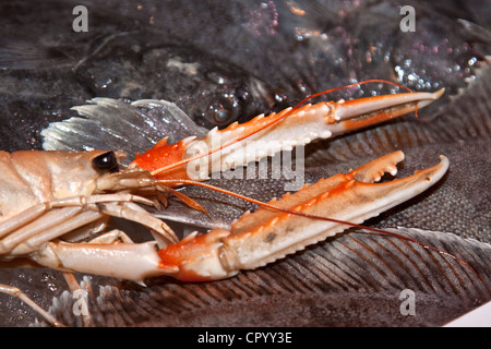 Scampi (Nephrops norvegicus) con artigli legato Foto Stock