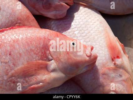 Appena catturati Lutianido (Lutjanus campechanus) su un mercato del pesce, Thailandia, Sud-est asiatico, in Asia Foto Stock