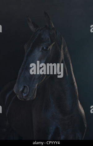 Cavallo nero nel paesaggio di nebbia Foto Stock