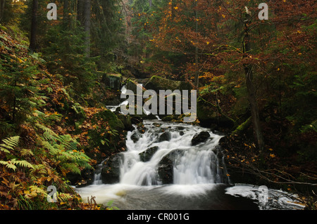 Flusso con rapide e una cascata in autunno, Ilse, Ilsetal valley, Harz, Sassonia-Anhalt, Germania, Europa Foto Stock