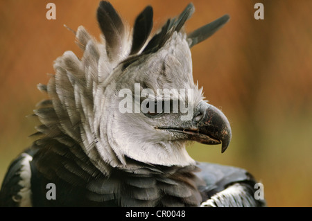 Arpia Aquila (Harpia harpyja), ritratto, in una enclosure Foto Stock