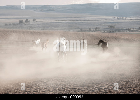 Cavalli in esecuzione nella penna polverosi Foto Stock