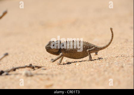 Namaqua chameleon (chamaeleo namaquensis), namib-deserto, Namibia Foto Stock