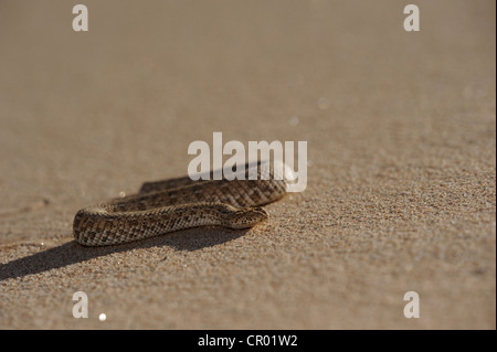 Sidewinding sommatore (bitis peringueyi), namib-deserto, Namibia Foto Stock