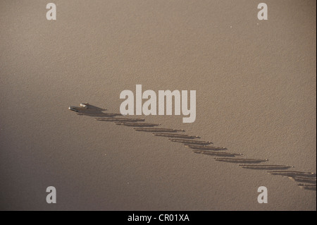 Sidewinding sommatore (bitis peringueyi), namib-deserto, Namibia Foto Stock