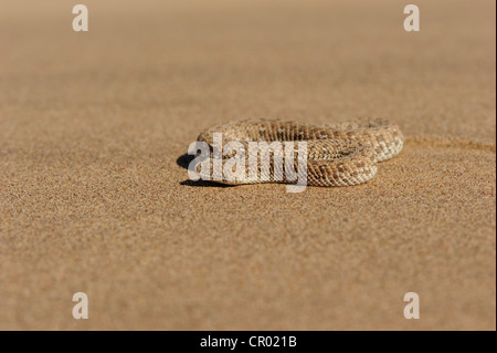 Sidewinding sommatore (bitis peringueyi), namib-deserto, Namibia Foto Stock