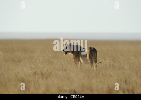 Lion femmina (panthera leo), Etosha, Namibia Foto Stock