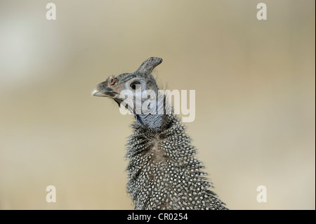 Helmeted faraone (Numida meleagris), Etosha, Namibia Foto Stock