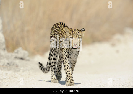 Leopard (panthera pardus), Etosha, Namibia Foto Stock