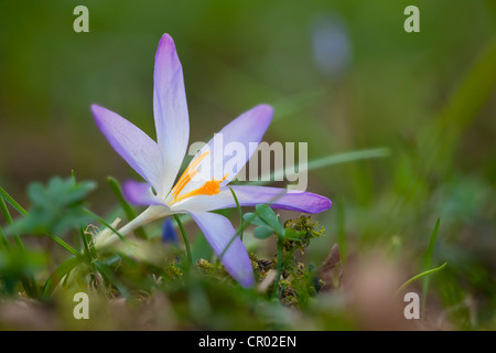 Crocus (Crocus) cresce in un prato di primavera Foto Stock