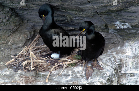 Phalacrocorax aristotelis, Shag coppia al sito di nido, sulla scogliera battuta sul North Cornwall Coast Foto Stock