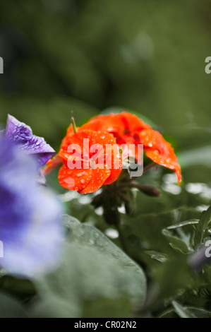 Arancio brillante gerani sotto la pioggia Foto Stock