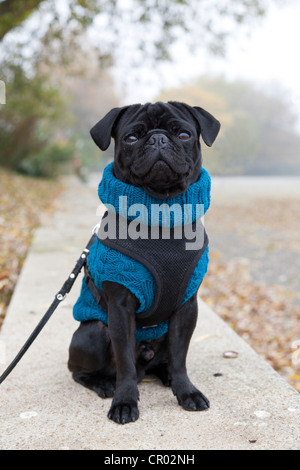 Black pug che indossa un maglione seduto su una parete nel parco, PublicGround Foto Stock
