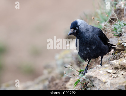 Corvus monedula Taccola su scogliere a Lizard Point Cornovaglia Foto Stock