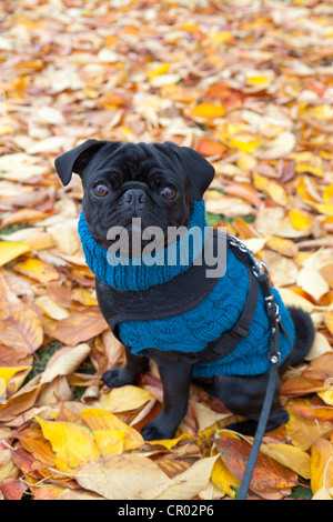 Pug indossa un maglione blu seduta su foglie di autunno Foto Stock