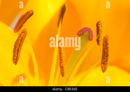 Pistillo di un giglio giallo (Lilium) Foto Stock