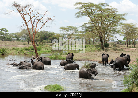 Elefante africano (Loxodonta africana), allevamento la balneazione in un fiume vicino a Seronera, savana, Serengeti National Park, Tanzania Foto Stock