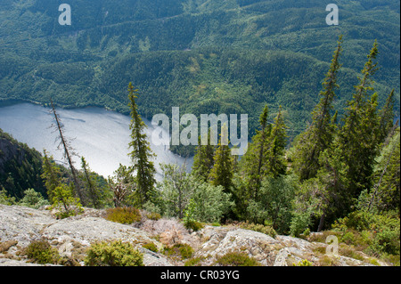 Vista aerea su conifere abete rosso (Picea abies), il lago Bandak, Lårdalstigen vicino a Dalen, Lardalstigen, Telemark, Norvegia Foto Stock