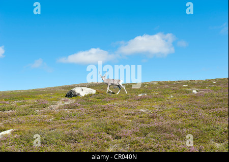 Renne (Rangifer tarandus), passeggiate in montagna, Langfjaellet Riserva Naturale vicino Groevelsjoen, provincia di Dalarna, Svezia Foto Stock