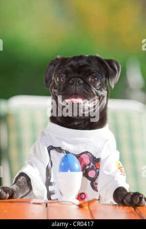 Giovane nero pug indossare una T-shirt, seduti dietro un uovo di Pasqua Foto Stock