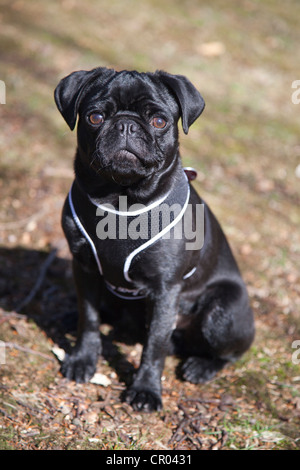 Black pug, cucciolo maschio in un prato Foto Stock