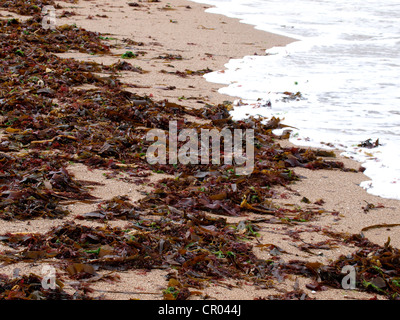 Lavate le alghe, Devon, Regno Unito Foto Stock