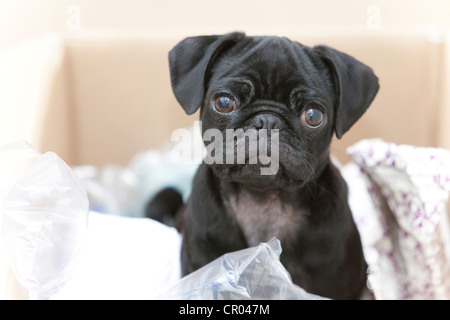 6-mese-vecchio pug puppy in una scatola Foto Stock