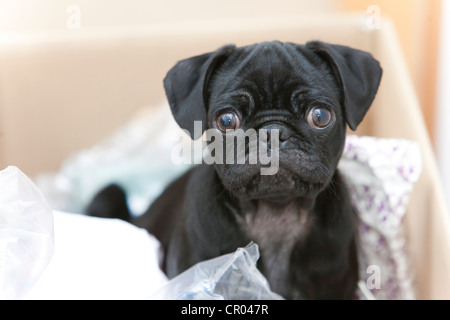 6-mese-vecchio pug puppy in una scatola Foto Stock