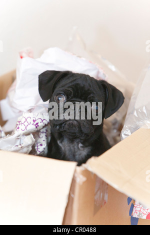 6-mese-vecchio pug puppy in una scatola Foto Stock