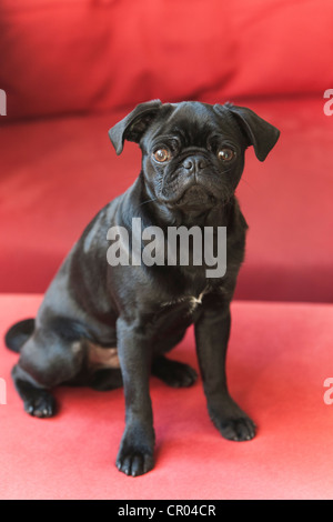 Black pug cucciolo contro rosso Foto Stock