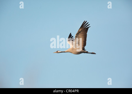 Gru comune (grus grus), in volo, Guenzer vedere il lago, Meclemburgo-Pomerania Occidentale, Germania, Europa Foto Stock