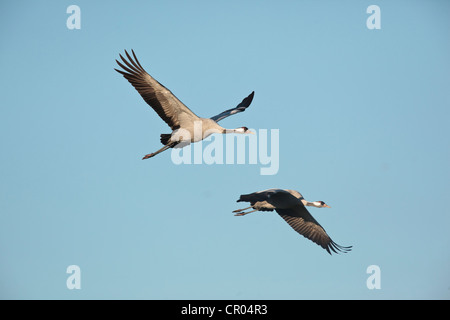 Gru comune (grus grus), in volo, Guenzer vedere il lago, Meclemburgo-Pomerania Occidentale, Germania, Europa Foto Stock