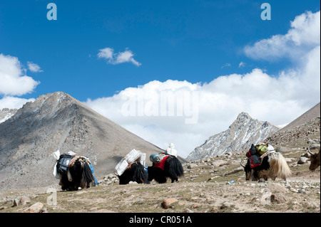 Buddismo tibetano, cascata, pranzo yak (Bos mutus) in montagna, percorso del pellegrinaggio al Sacro Monte Kailash Foto Stock