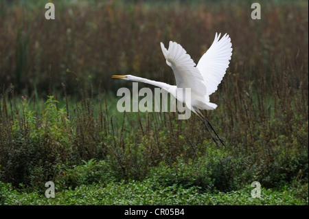 Airone bianco maggiore (Casmerodius Albus) in volo, Rottenschwil, Svizzera, Europa Foto Stock