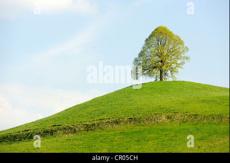 Tiglio (Tilia), lolitary albero con foglie di germogli su una morena, Hirzel, Schweiz, Europa Foto Stock