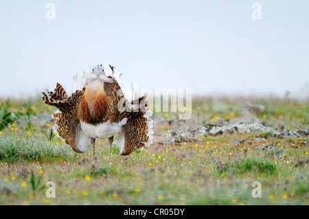 Grande (Bustard Otis tarda), maschio, visualizzazione Foto Stock