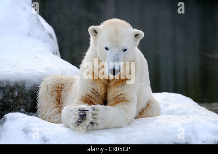 Orso polare (Ursus maritimus), Knut, lo Zoo di Berlino, Germania, Europa Foto Stock