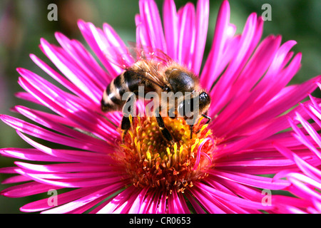 Il miele delle api (Apis mellifera) su un Alpine Aster (Aster alpinus) Foto Stock