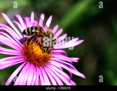 Il miele delle api (Apis mellifera) su un Alpine Aster (Aster alpinus) Foto Stock