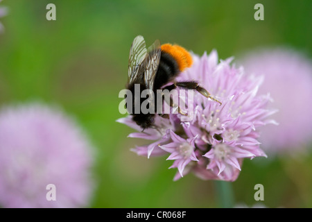 Red-tailed bumblebee, Bombus lapidarius, su di un fiore di erba cipollina in Lincolnshire, England, Regno Unito Foto Stock