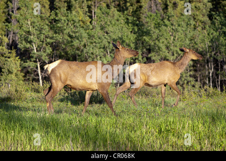 Elk, wapiti (Cervus canadensis), due femmine, vacche, Yukon Territory, Canada Foto Stock