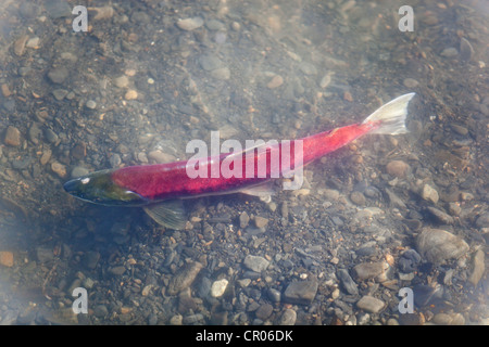 Femmina la deposizione delle uova di salmone sockeye (Oncorhynchus nerka), Klukshu River, nello storico Klukshu prima nazione fish camp Foto Stock