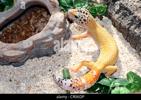 Leopard Gecko (Eublepharis Macularius) il pane e fotografati in cattività in lincolnshire, England, Regno Unito Foto Stock